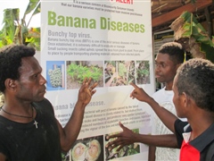 Makira farmers learn about overseas banana diseases